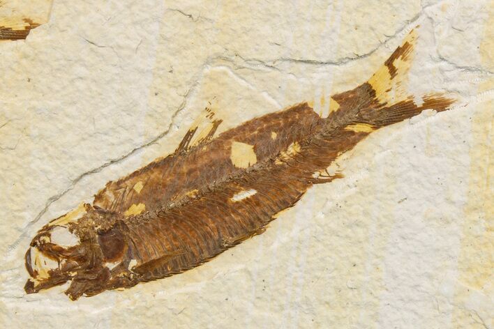 Detailed Fossil Fish (Knightia) - Wyoming #174663